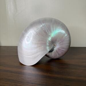 Pearlized Nautilus Seashell Polished Seashell Ocean Decor